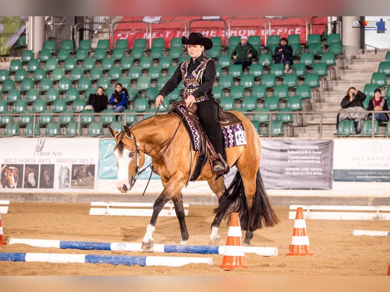American Paint Horse Giumenta 4 Anni 156 cm Pelle di daino in Gefrees