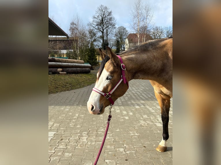 American Paint Horse Giumenta 4 Anni 156 cm Pelle di daino in Gefrees