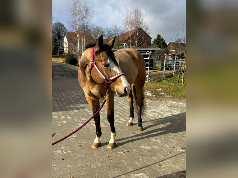 American Paint Horse Giumenta 4 Anni 156 cm Pelle di daino in Gefrees
