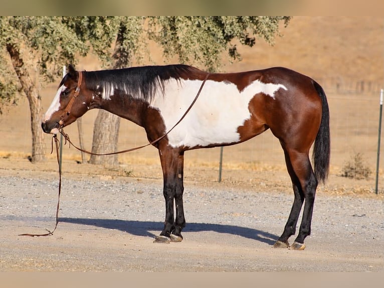 American Paint Horse Giumenta 4 Anni Overo-tutti i colori in Tres Pinos