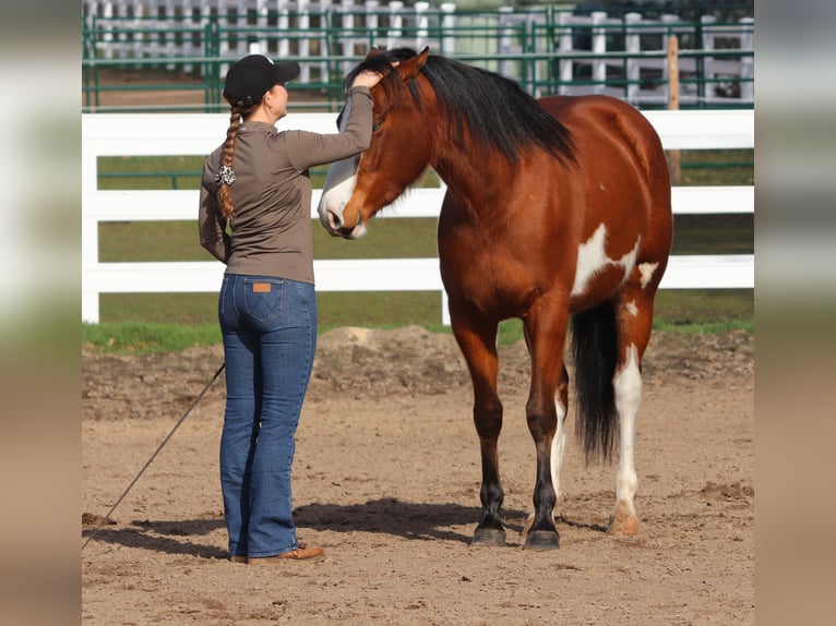 American Paint Horse Mix Giumenta 4 Anni Tobiano-tutti i colori in Oberhausen