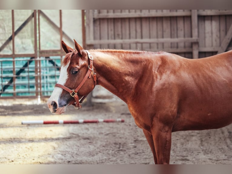American Paint Horse Giumenta 5 Anni 146 cm Sauro in Haldenwang