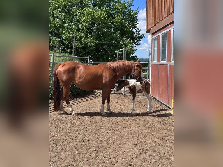 American Paint Horse Giumenta 5 Anni 146 cm Sauro in Haldenwang