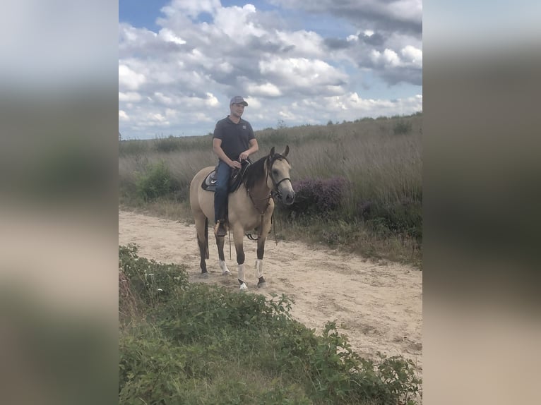 American Paint Horse Giumenta 5 Anni 150 cm Pelle di daino in Ede