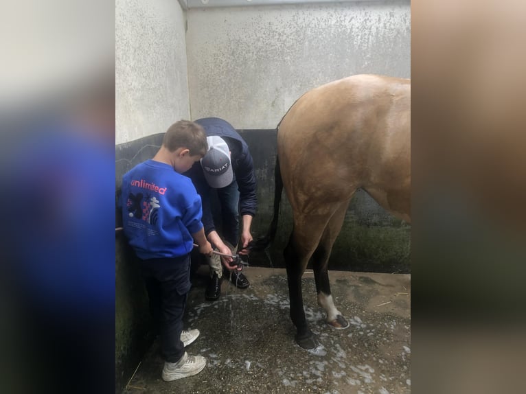 American Paint Horse Giumenta 5 Anni 150 cm Pelle di daino in Ede