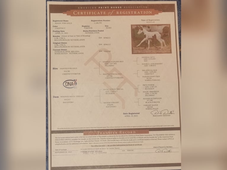 American Paint Horse Giumenta 5 Anni 150 cm Tobiano-tutti i colori in Scheemda