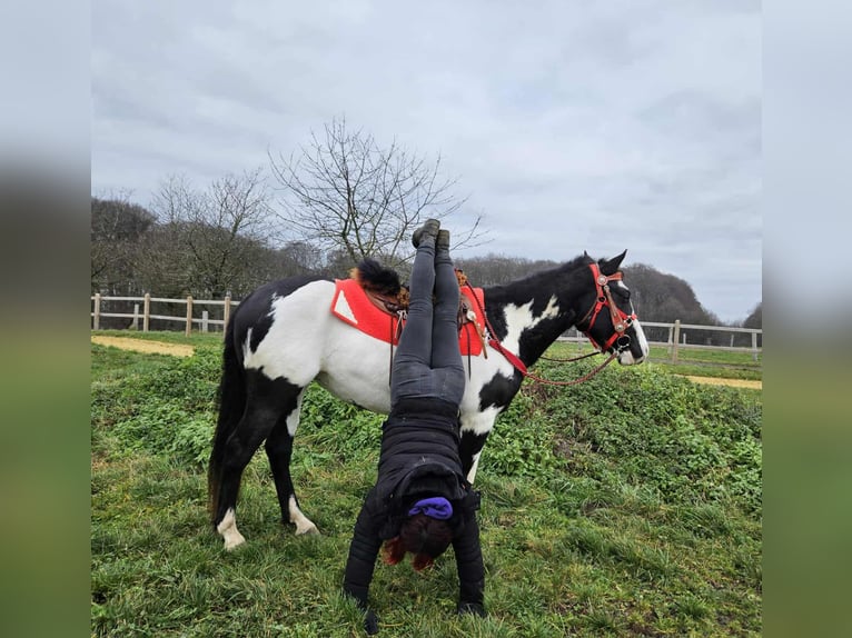 American Paint Horse Giumenta 5 Anni 152 cm Overo-tutti i colori in Linkenbach