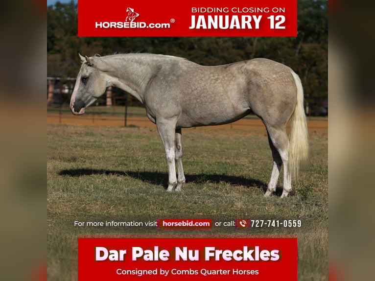 American Paint Horse Giumenta 5 Anni 155 cm Palomino in Cleburne