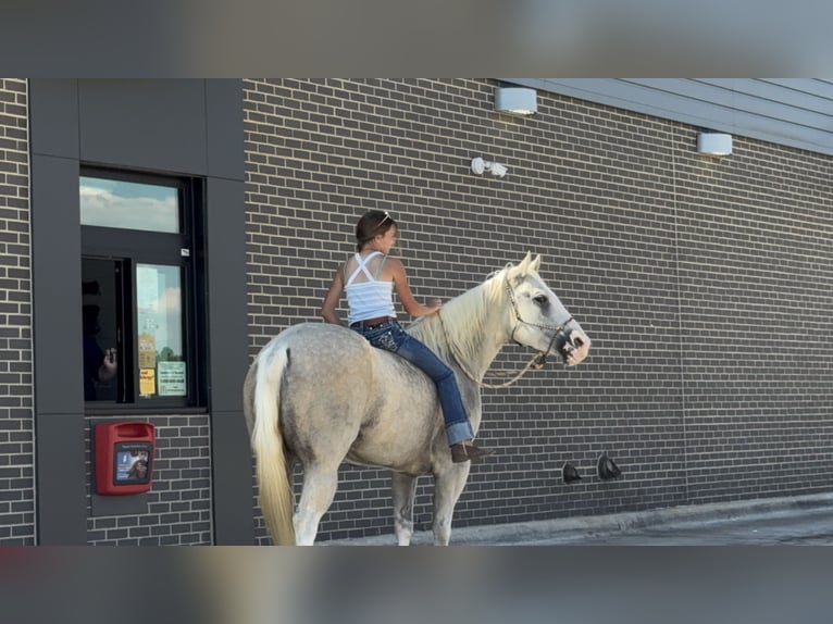American Paint Horse Giumenta 5 Anni 155 cm Palomino in Cleburne