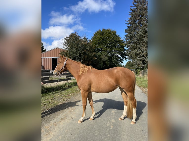 American Paint Horse Giumenta 5 Anni 155 cm Sauro in Langgöns