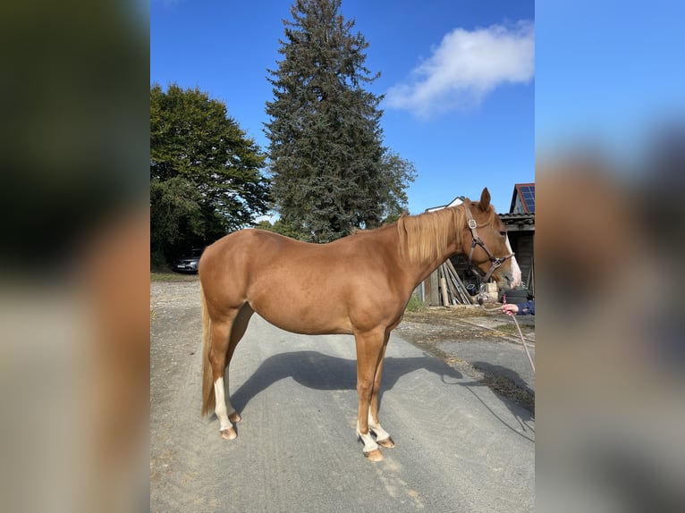 American Paint Horse Giumenta 5 Anni 155 cm Sauro in Langgöns