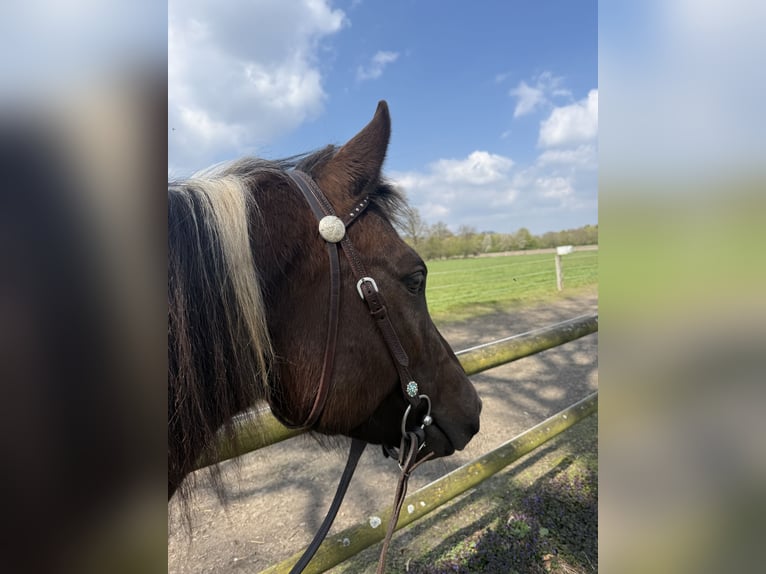 American Paint Horse Giumenta 5 Anni 158 cm Morello in Münster