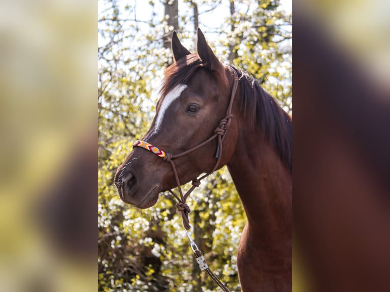 American Paint Horse Giumenta 5 Anni 158 cm Sauro scuro in Götzendorf