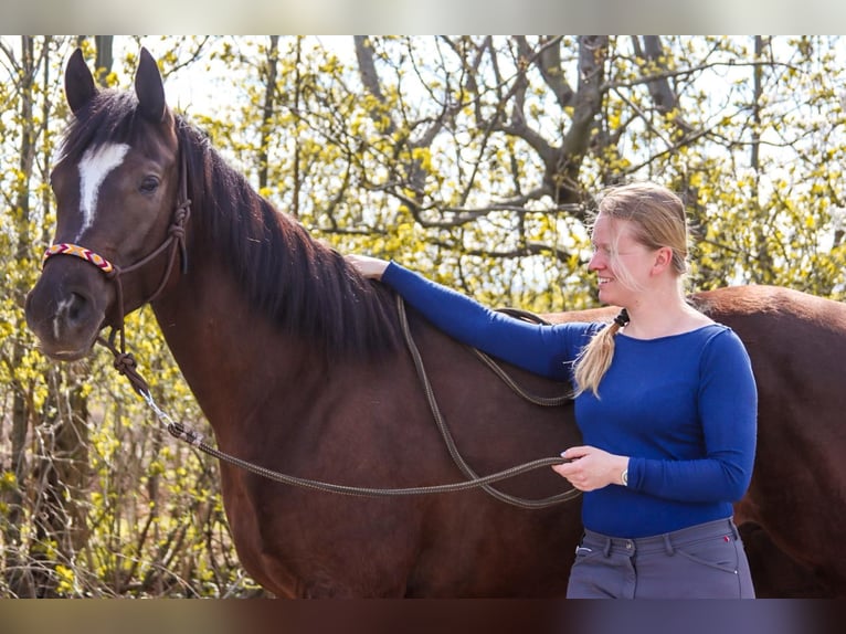 American Paint Horse Giumenta 5 Anni 158 cm Sauro scuro in Götzendorf
