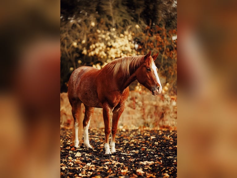 American Paint Horse Giumenta 5 Anni 160 cm  in Beroun
