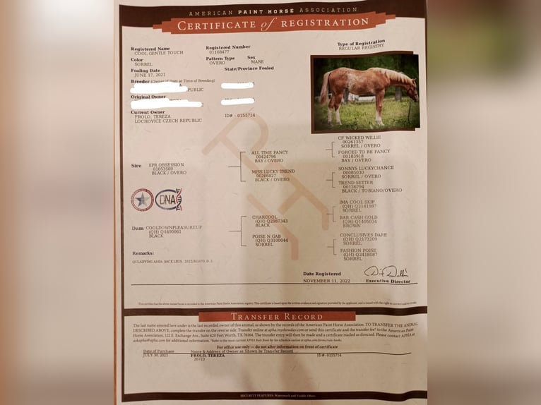 American Paint Horse Giumenta 5 Anni 160 cm  in Beroun