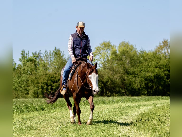 American Paint Horse Giumenta 5 Anni Sauro in EhingenEhingen