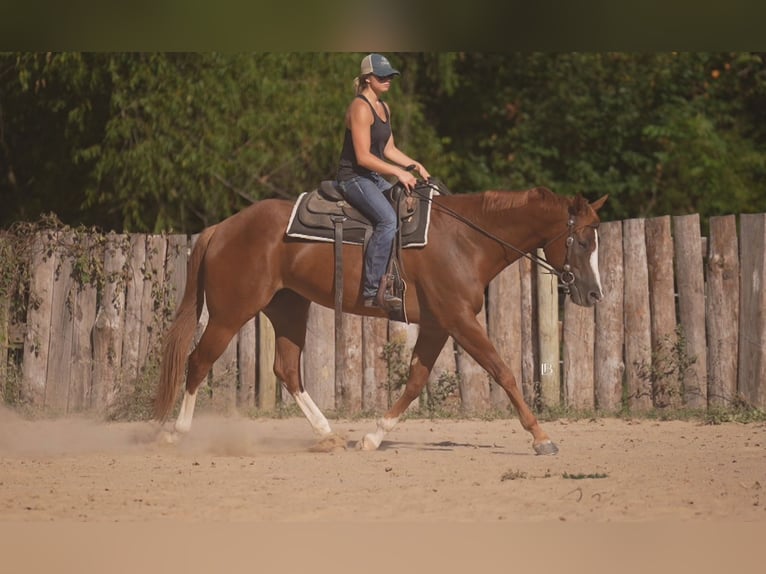 American Paint Horse Giumenta 5 Anni Sauro scuro in Terrell