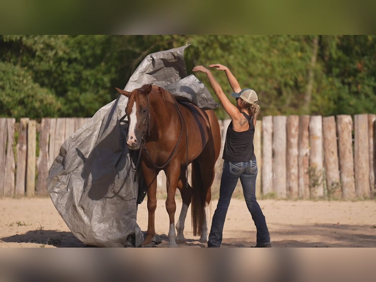 American Paint Horse Giumenta 5 Anni Sauro scuro in Terrell