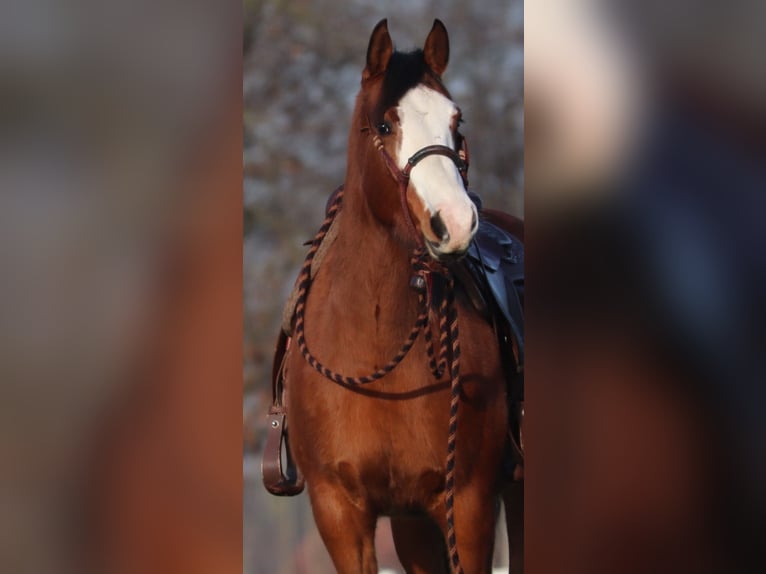 American Paint Horse Mix Giumenta 5 Anni Tobiano-tutti i colori in Oberhausen