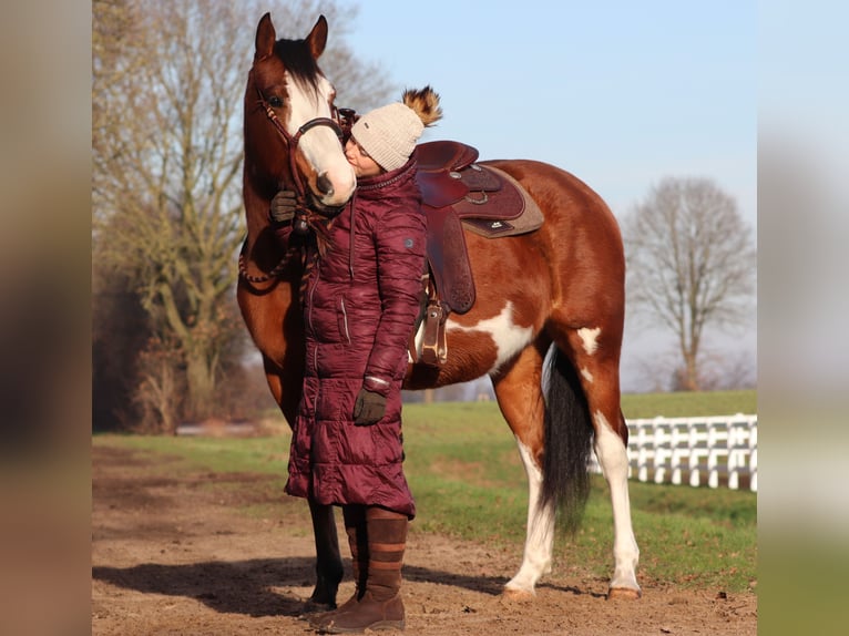 American Paint Horse Mix Giumenta 5 Anni Tobiano-tutti i colori in Oberhausen
