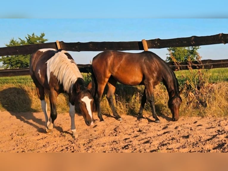 American Paint Horse Giumenta 5 Anni Tobiano-tutti i colori in Eppelborn
