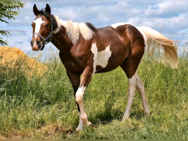 American Paint Horse Giumenta 5 Anni Tobiano-tutti i colori in Eppelborn