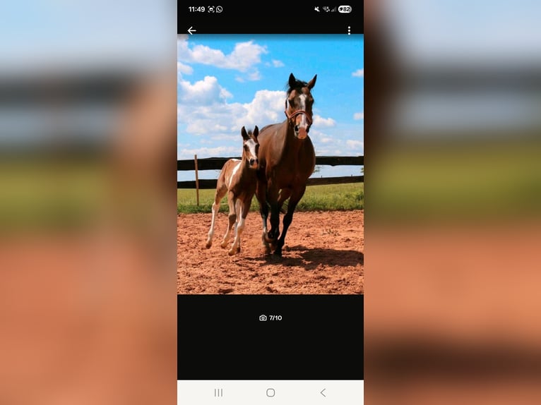 American Paint Horse Giumenta 5 Anni Tobiano-tutti i colori in Eppelborn