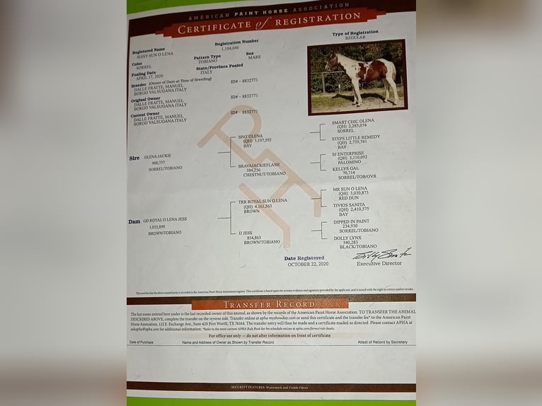 American Paint Horse Giumenta 5 Anni Tobiano-tutti i colori in Borgo Valsugana