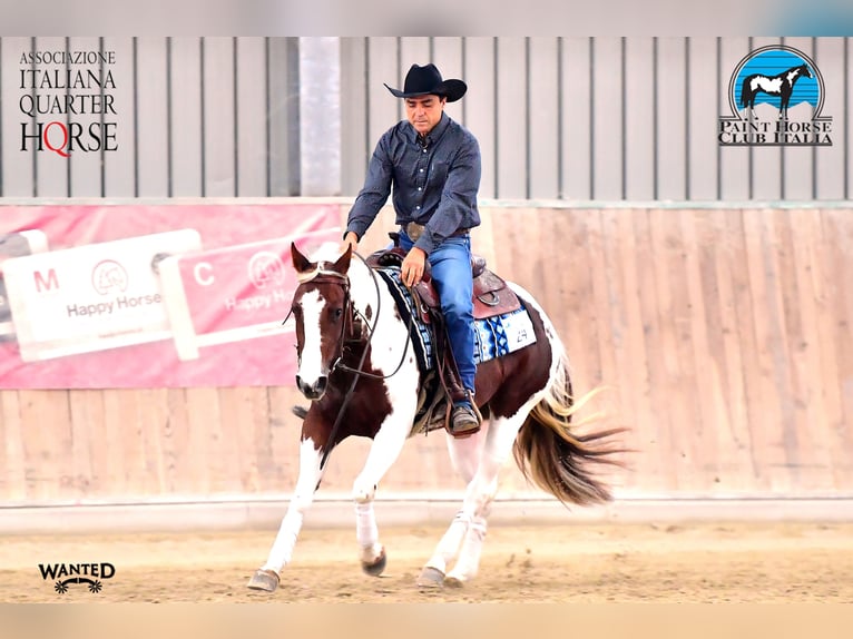 American Paint Horse Giumenta 5 Anni Tobiano-tutti i colori in Borgo Valsugana