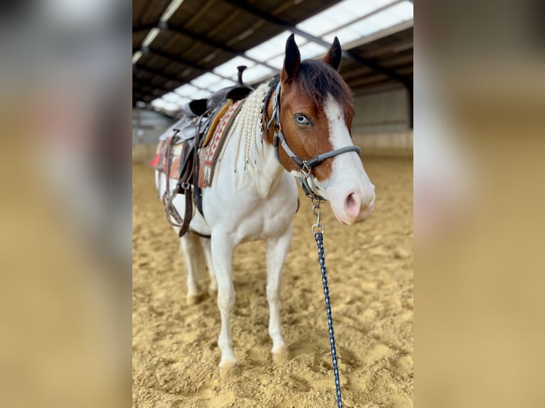American Paint Horse Giumenta 6 Anni 137 cm Tobiano-tutti i colori in Schinveld