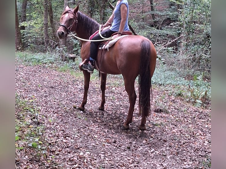 American Paint Horse Giumenta 6 Anni 143 cm Sauro in Kördorf