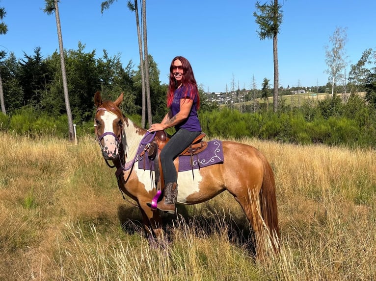 American Paint Horse Giumenta 6 Anni 146 cm Pezzato in Linkenbach