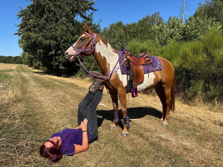 American Paint Horse Giumenta 6 Anni 146 cm Pezzato in Linkenbach
