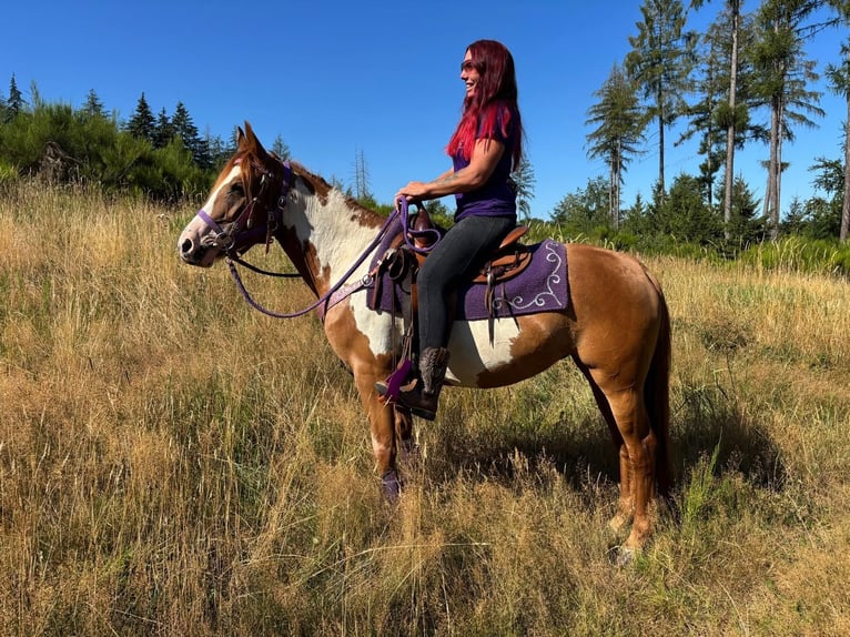 American Paint Horse Giumenta 6 Anni 146 cm Pezzato in Linkenbach