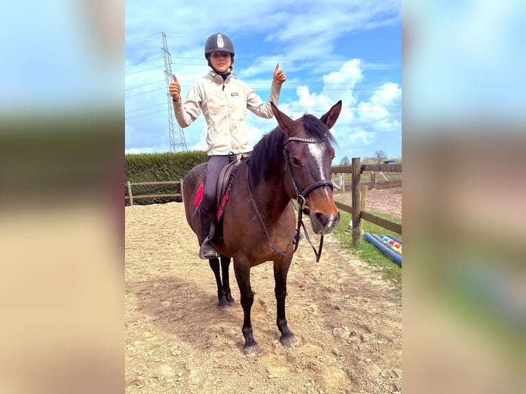 American Paint Horse Giumenta 6 Anni 150 cm Baio in Bornem