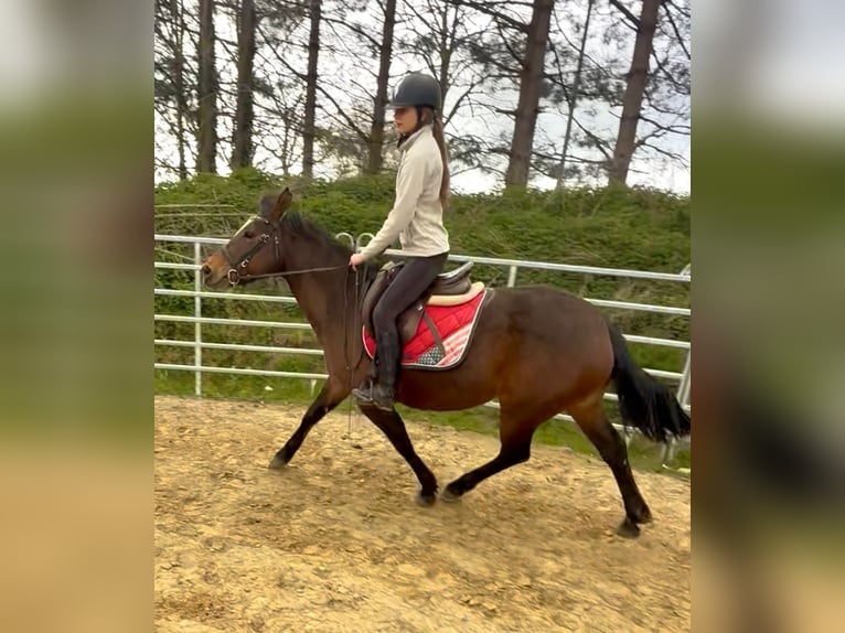 American Paint Horse Giumenta 6 Anni 150 cm Baio in Bornem