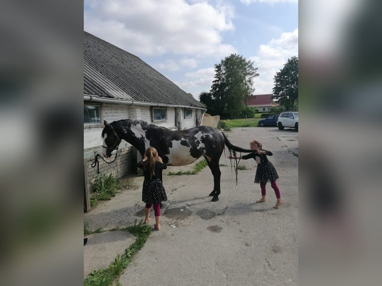 American Paint Horse Giumenta 6 Anni 152 cm Overo-tutti i colori in Greifswald