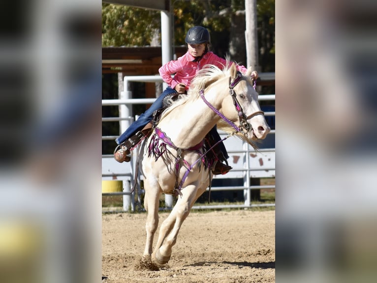 American Paint Horse Giumenta 6 Anni 152 cm  in Slocum, TX