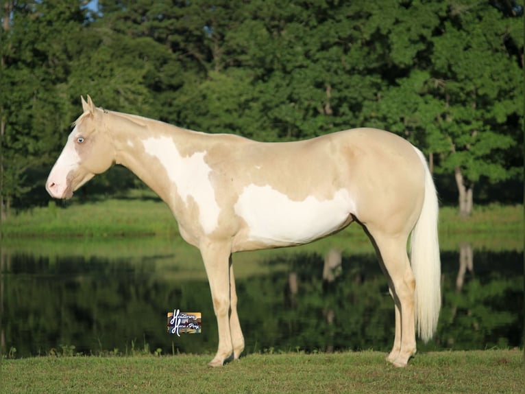 American Paint Horse Giumenta 6 Anni 152 cm  in Slocum, TX