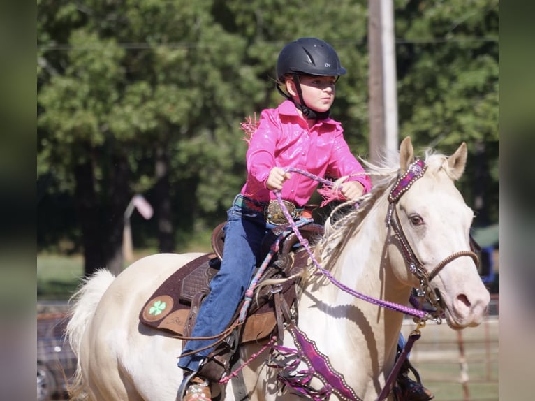 American Paint Horse Giumenta 6 Anni 152 cm  in Slocum, TX