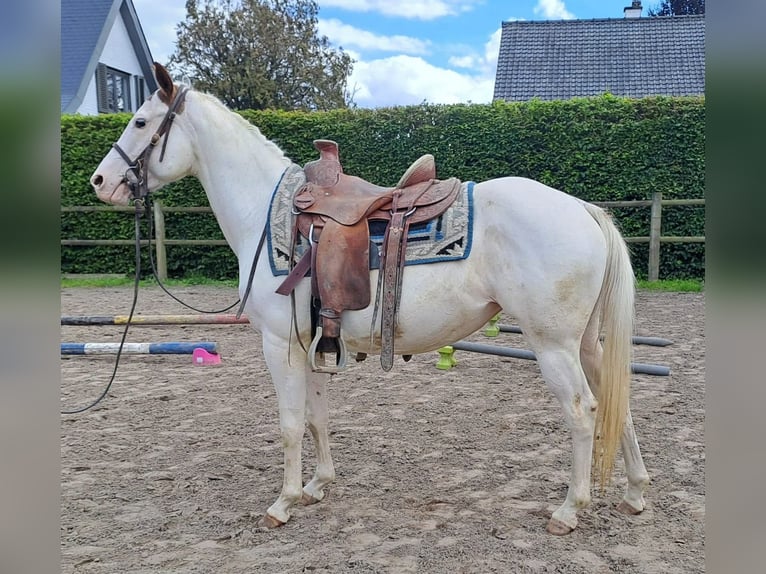 American Paint Horse Giumenta 6 Anni 153 cm Overo-tutti i colori in Linkenbach