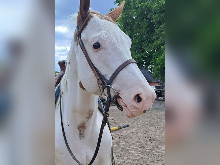 American Paint Horse Giumenta 6 Anni 153 cm Overo-tutti i colori in Linkenbach