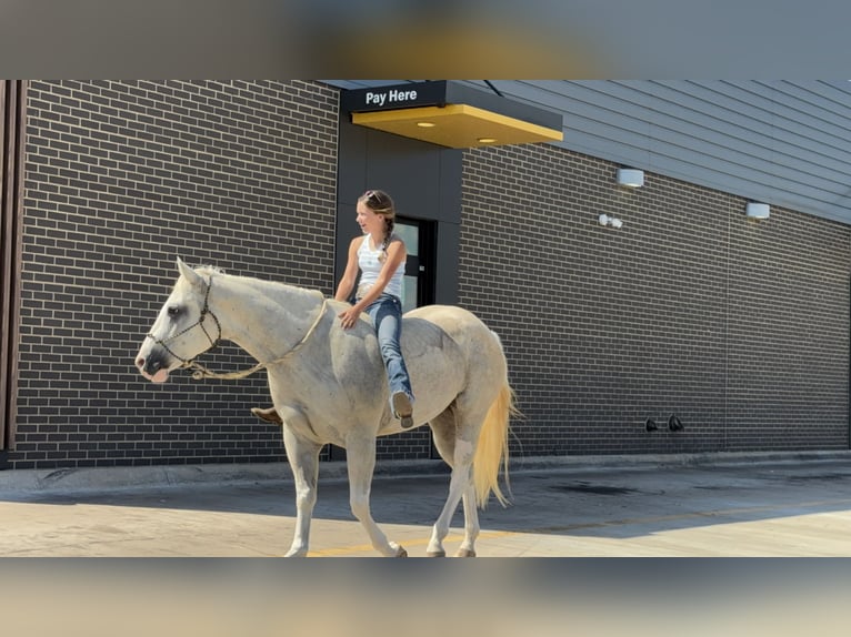 American Paint Horse Giumenta 6 Anni 155 cm Palomino in Cleburne