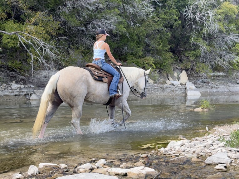 American Paint Horse Giumenta 6 Anni 155 cm Palomino in Cleburne
