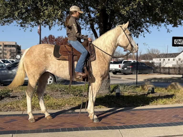 American Paint Horse Giumenta 6 Anni 155 cm Palomino in Cleburne