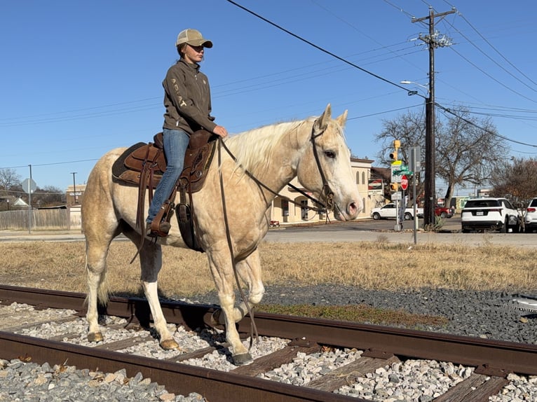 American Paint Horse Giumenta 6 Anni 155 cm Palomino in Cleburne