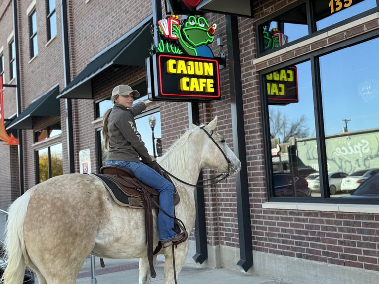 American Paint Horse Giumenta 6 Anni 155 cm Palomino in Cleburne