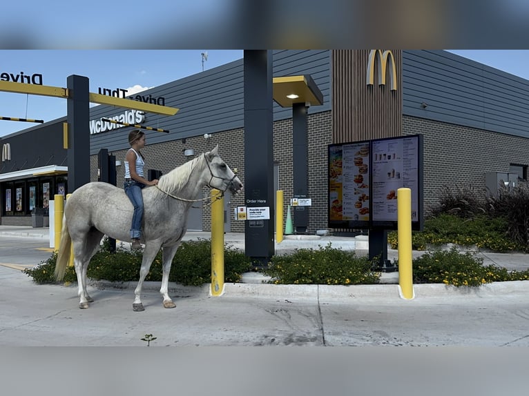 American Paint Horse Giumenta 6 Anni 155 cm Palomino in Cleburne