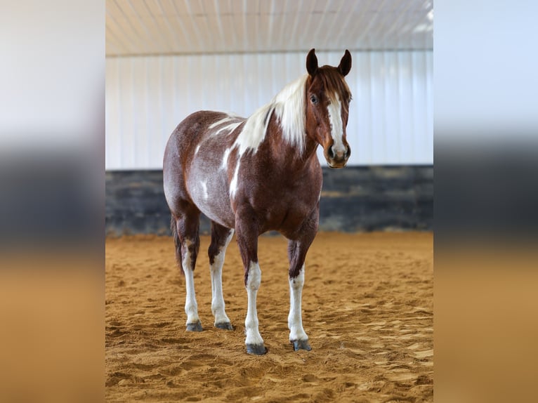 American Paint Horse Giumenta 6 Anni 160 cm Roano rosso in Cannon Falls